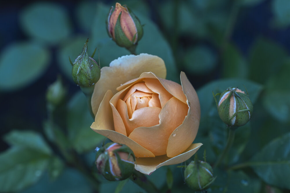 Photograph by Борис Полтавец