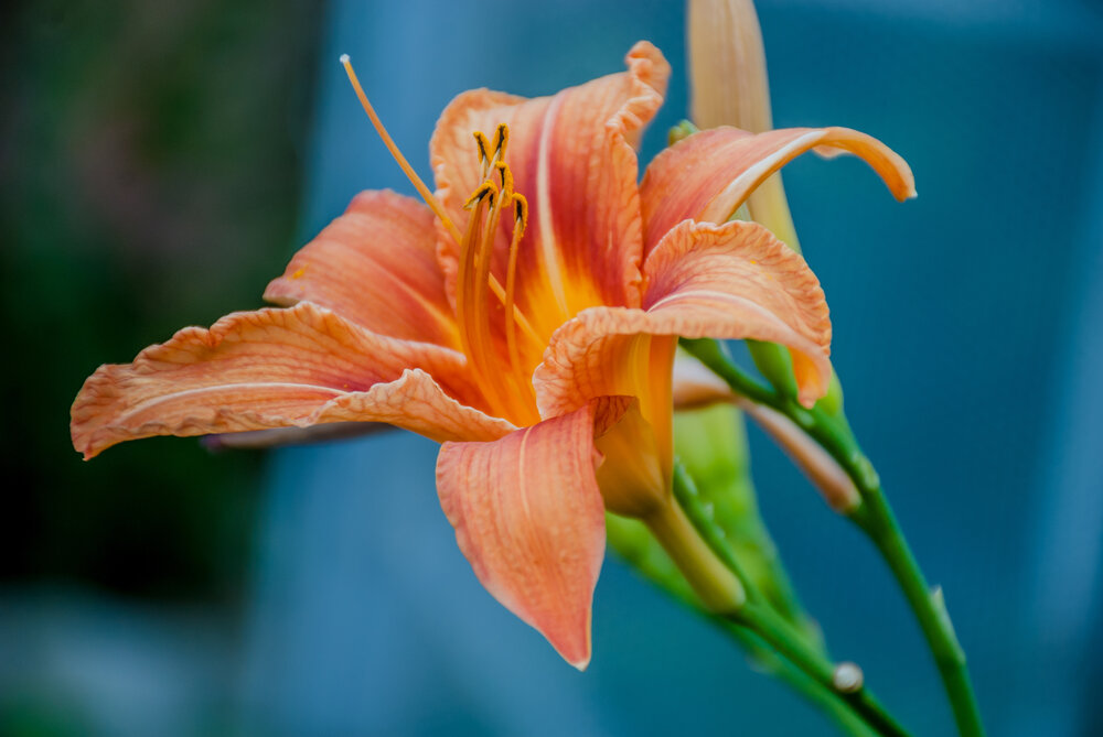 Photograph by Елена Царёва