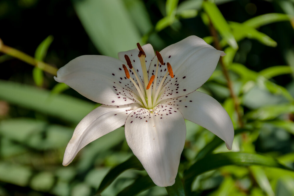 Photograph by Елена Царёва