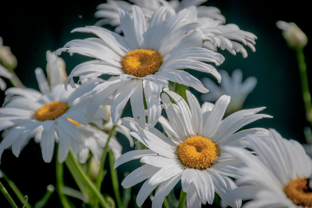 Photograph by Елена Царёва