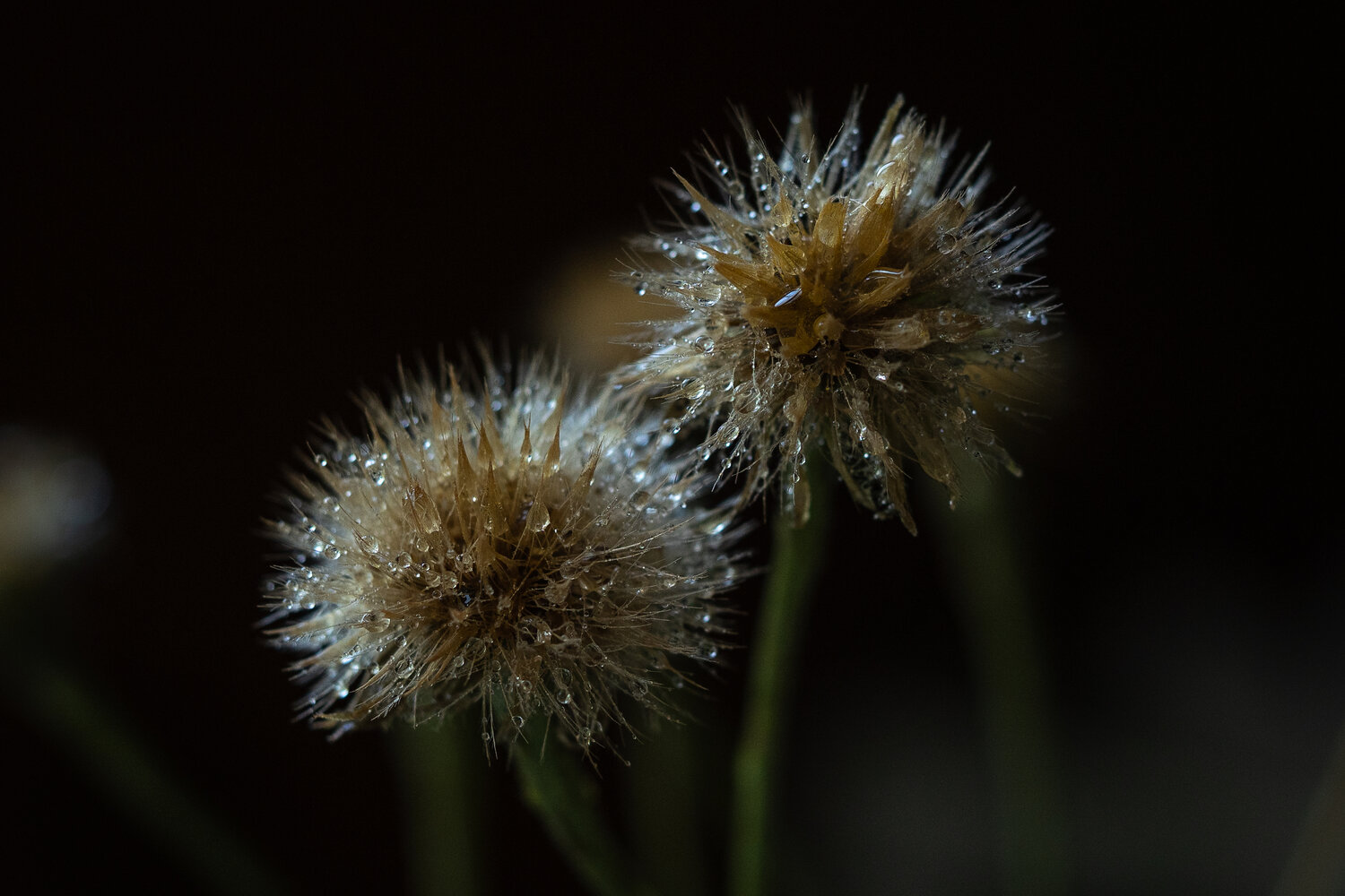 Photo #13850989