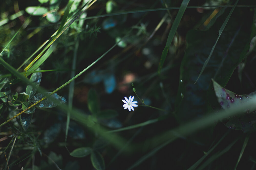 Photograph by Alise Inast