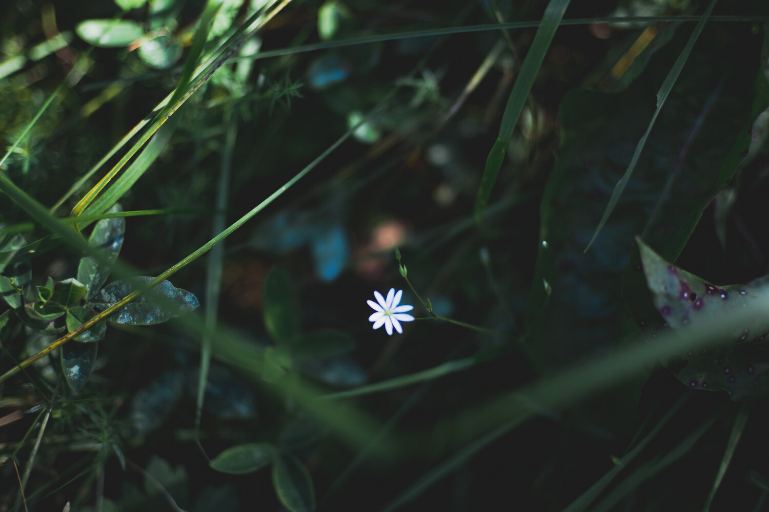 Photo #13851059
