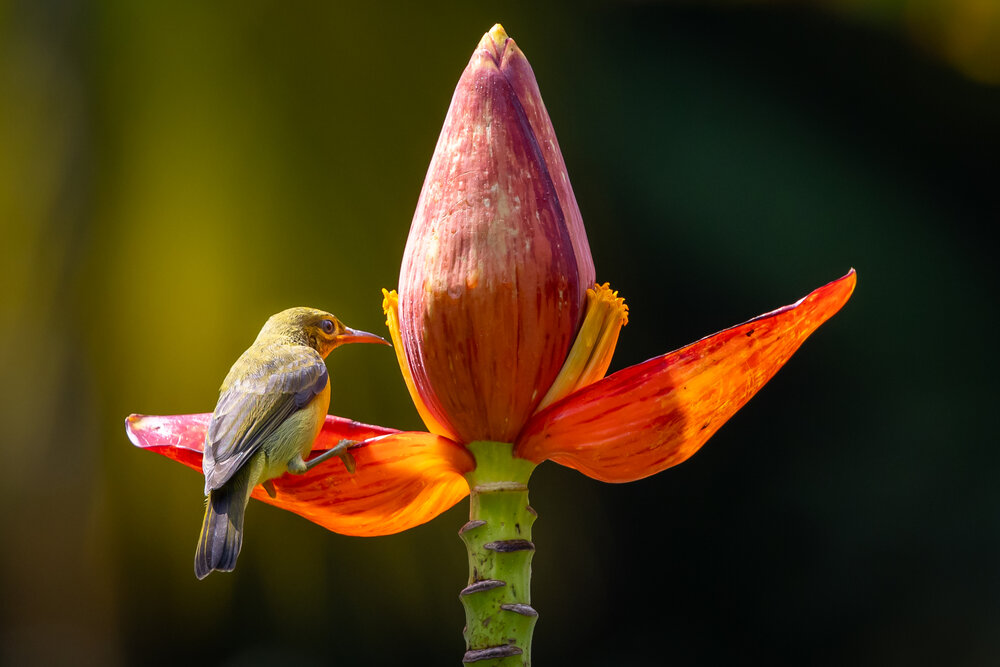 The shining banana flower