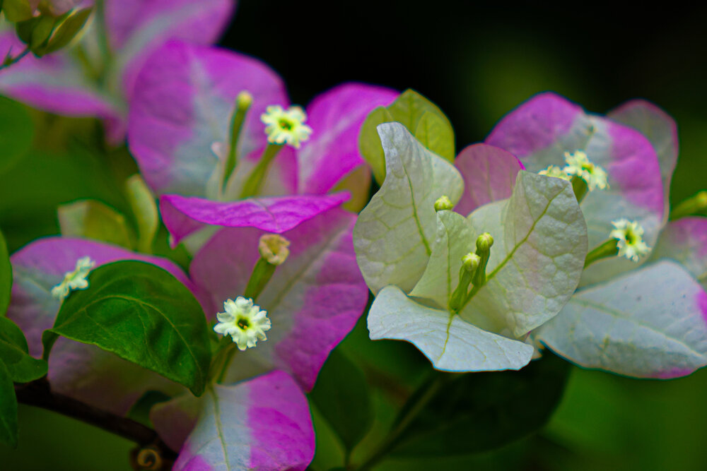 Photograph by Vy Van Bui