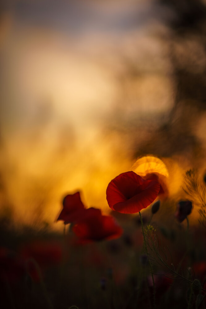 Photograph by Роман Крупченко