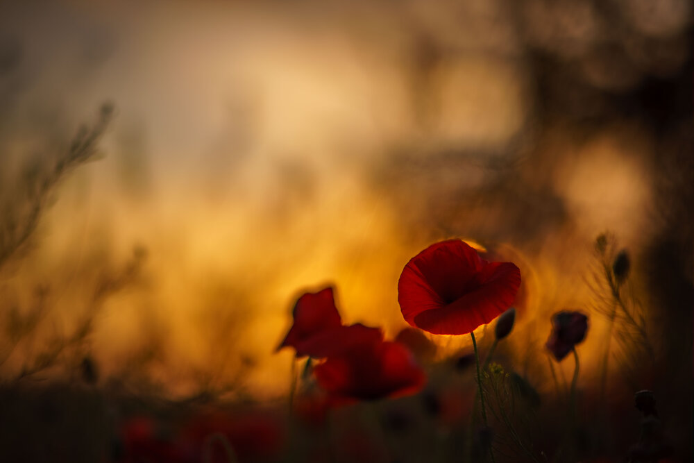 Photograph by Роман Крупченко