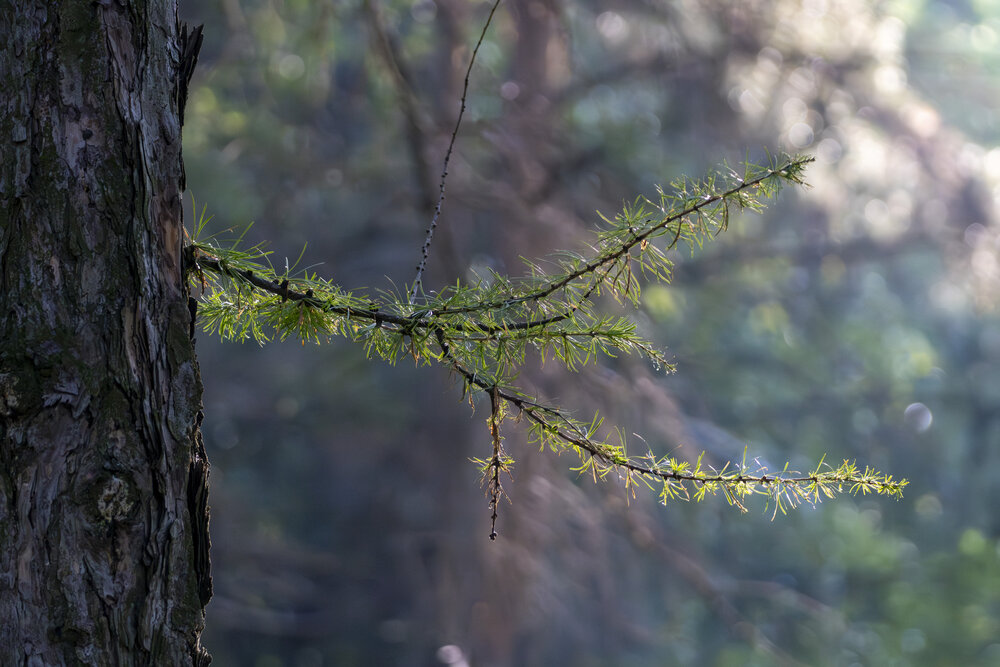 Photograph by Вениамин Подолян