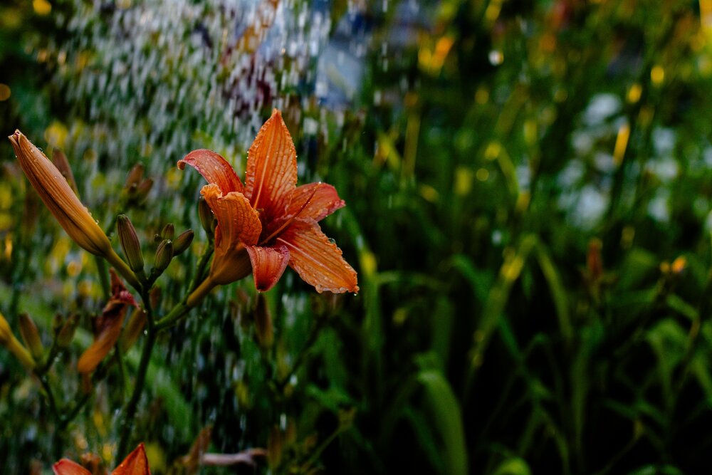 Photograph by дамир чекалин