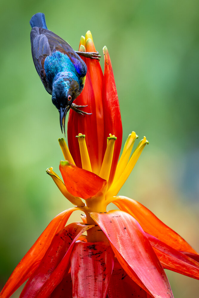 Nature Colours