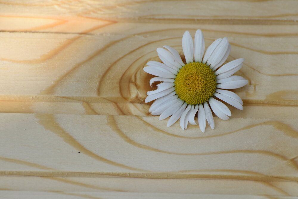 Photograph by вера