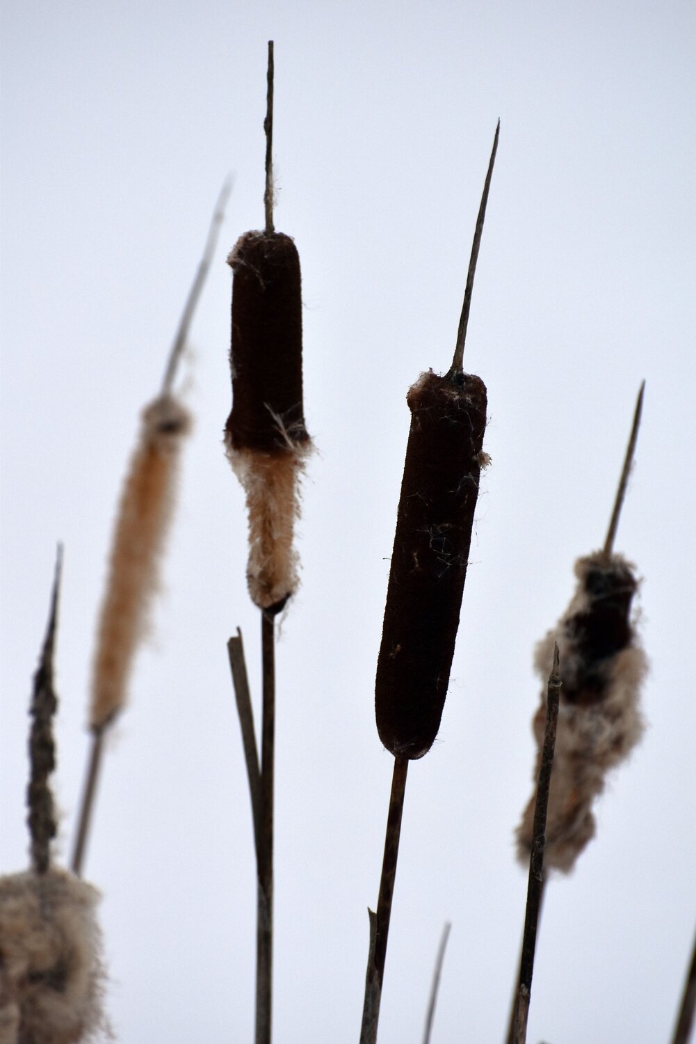 Photo #13851247