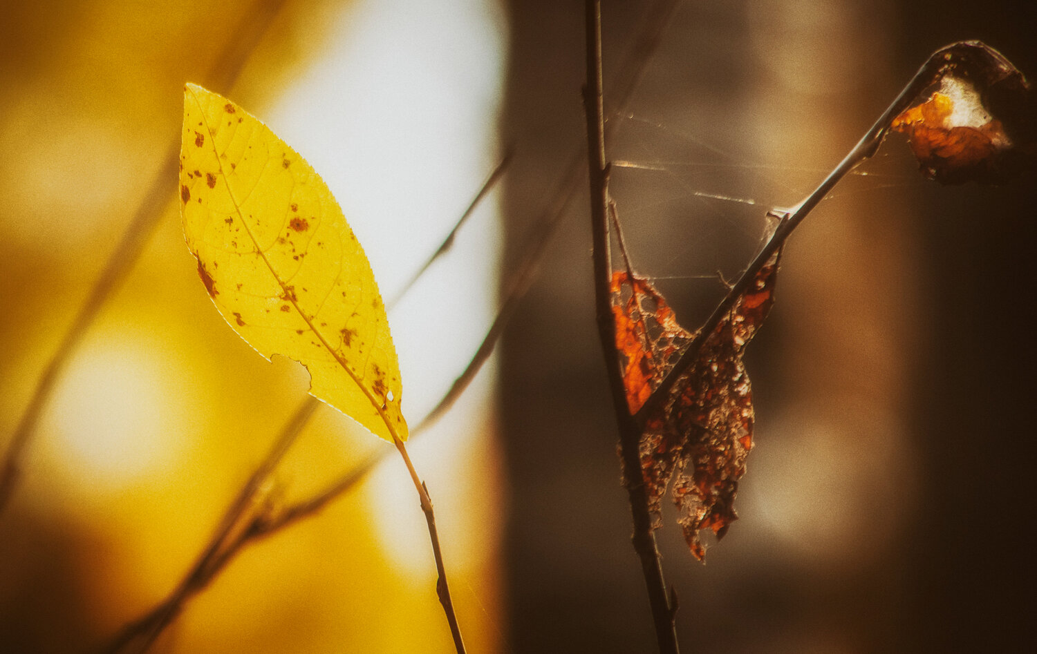 Photo #13851258