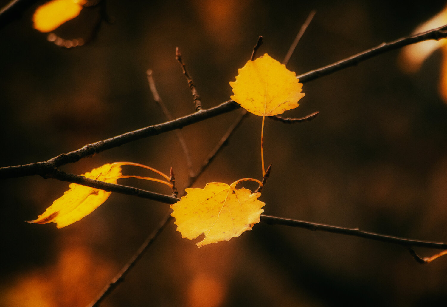 Photo #13851263