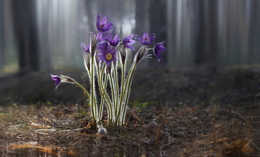 Photograph by Людмила Железнова