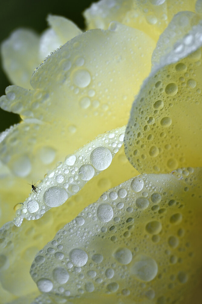 Photograph by Марина Никифорова