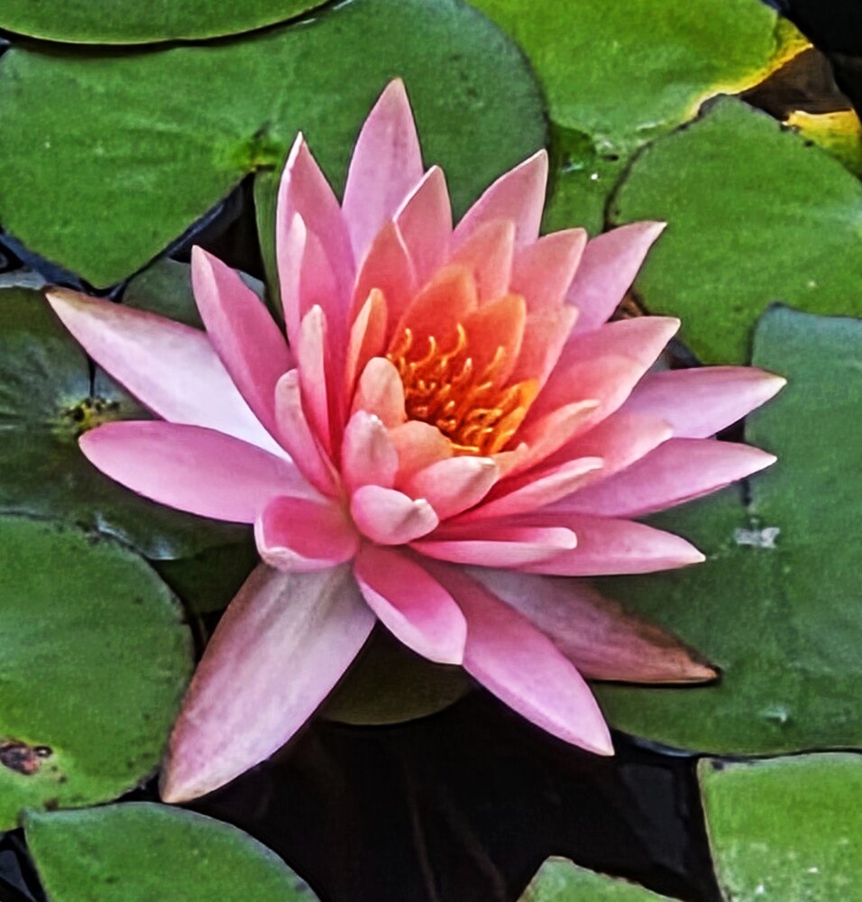 Water Rose