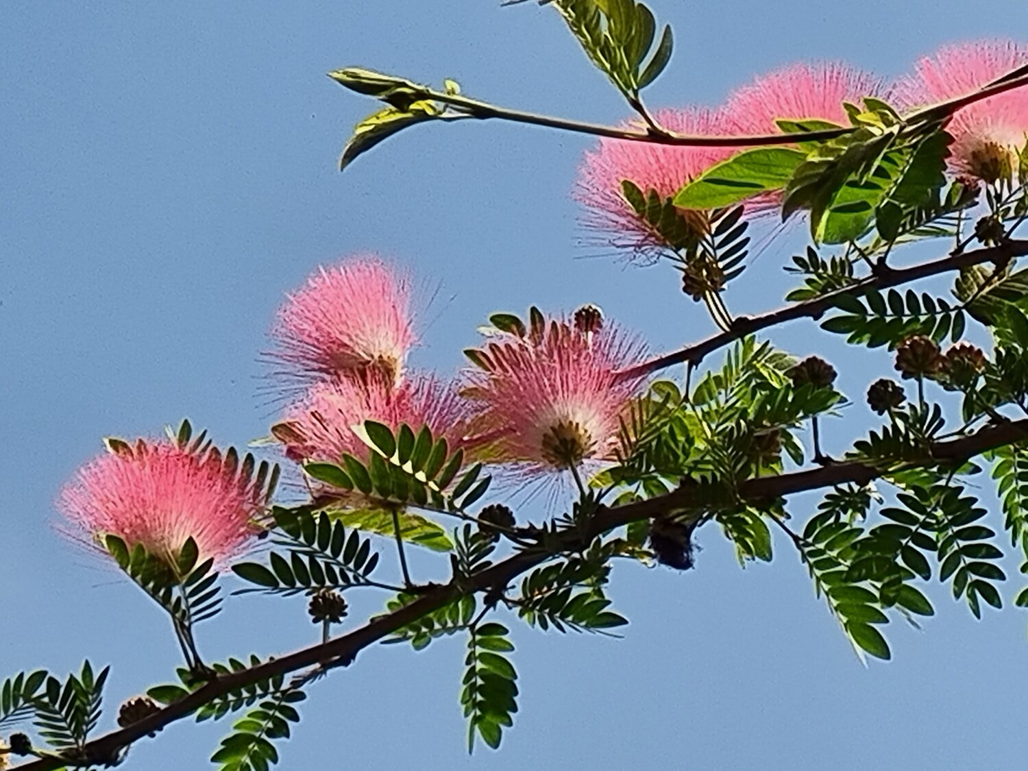 Red powder puff tree