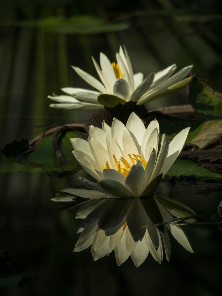 Photograph by Gunma No UMA