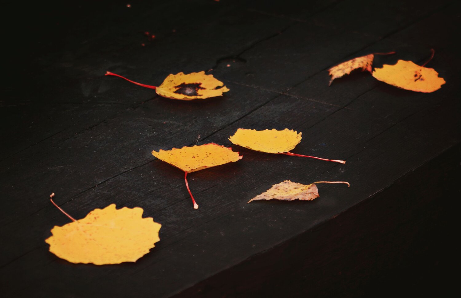 Photo #13851469