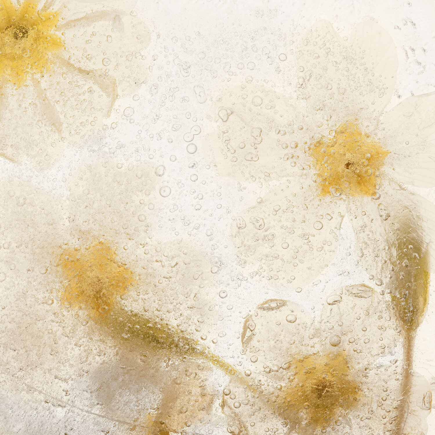Photo #13851493