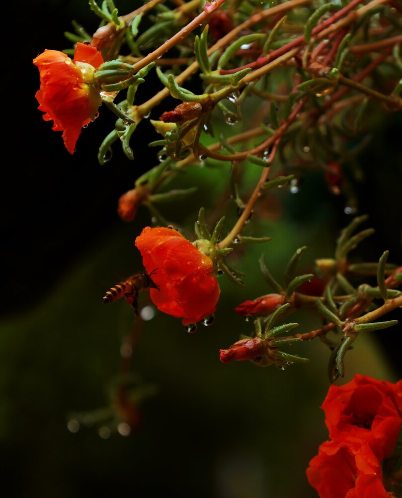 Photograph by G GOVIL