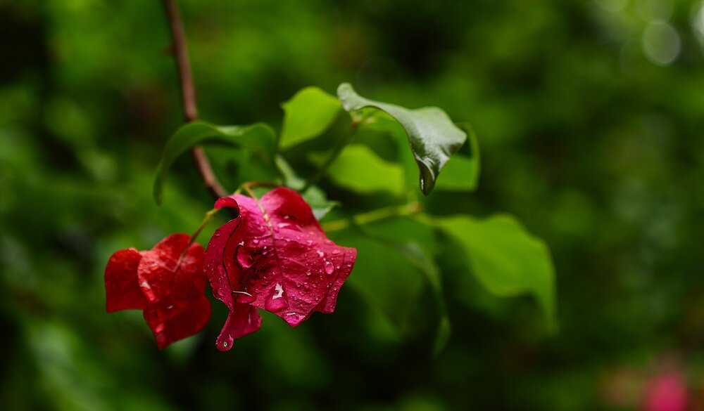 Photograph by G GOVIL