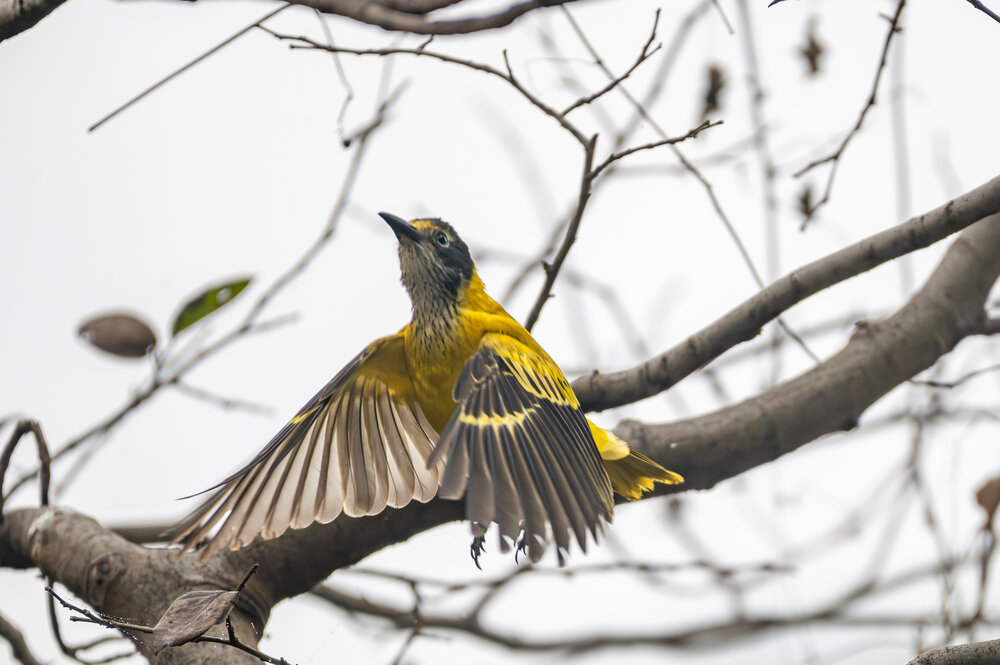Photograph by Atul Sharma