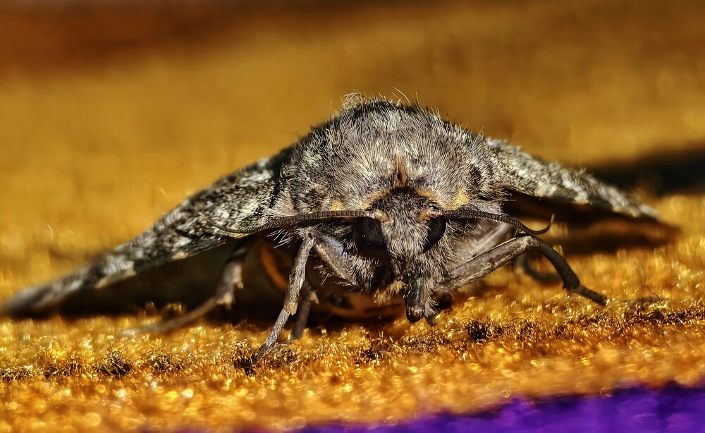Golden Threads or Monarch of the Velvet