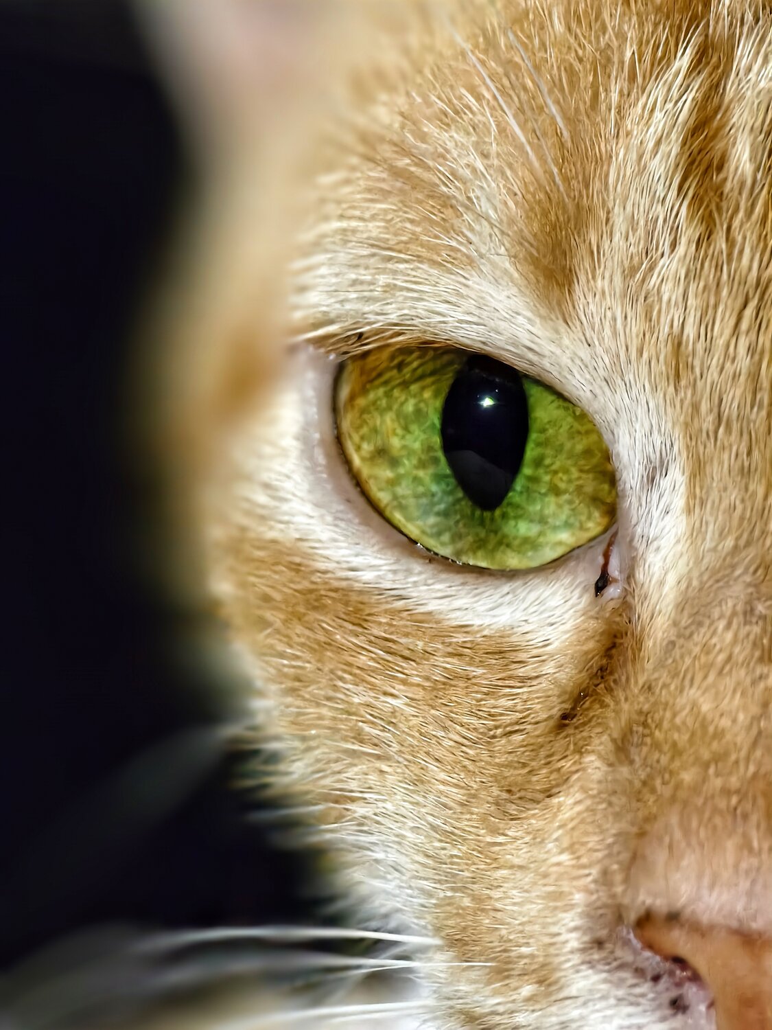 The Amber Jewel or Gaze of the Golden Feline