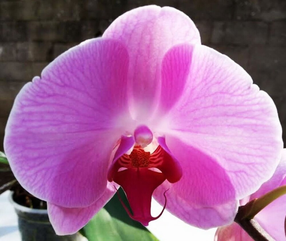 Moon orchid