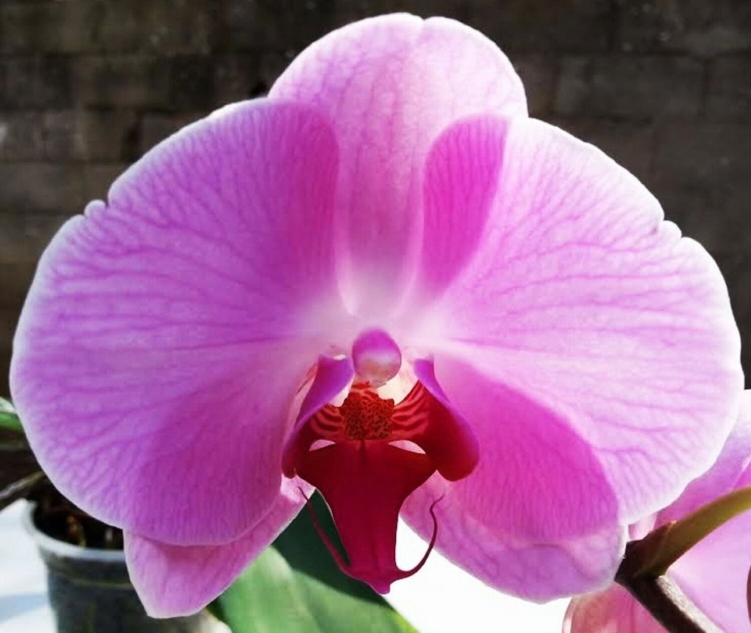 Moon orchid