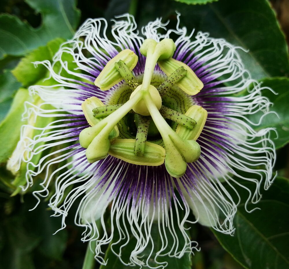 Common Passionfruit