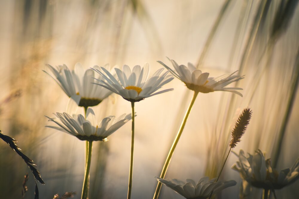 Photograph by Андрей Куракин
