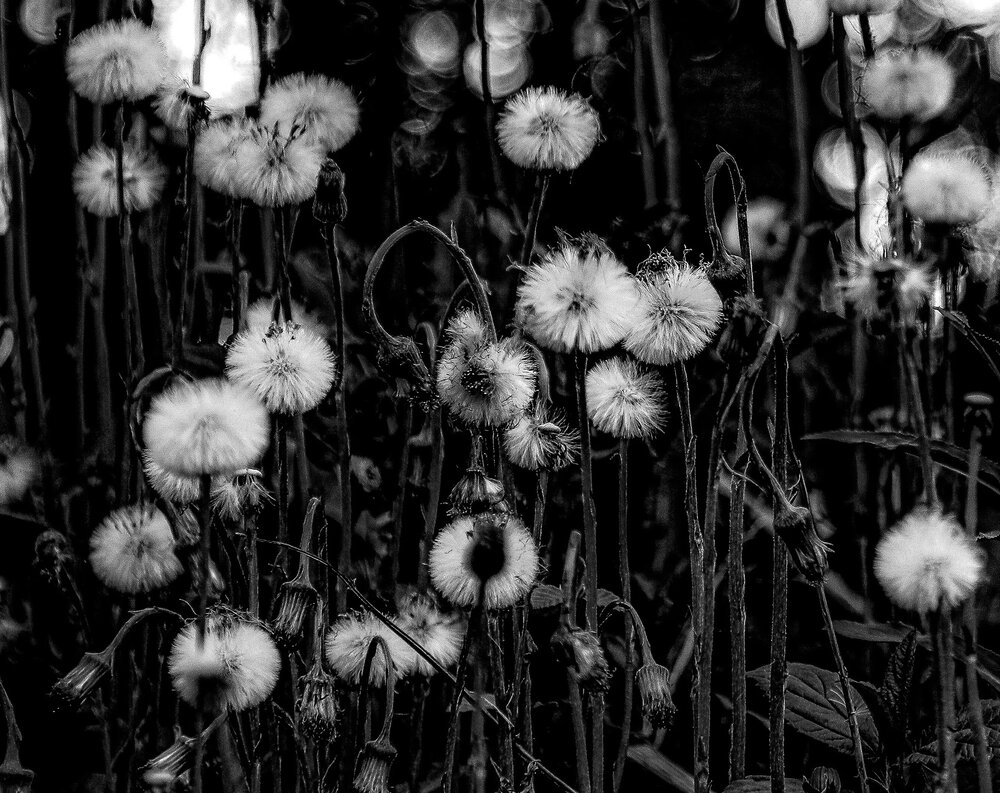 Photograph by Елена Данченко