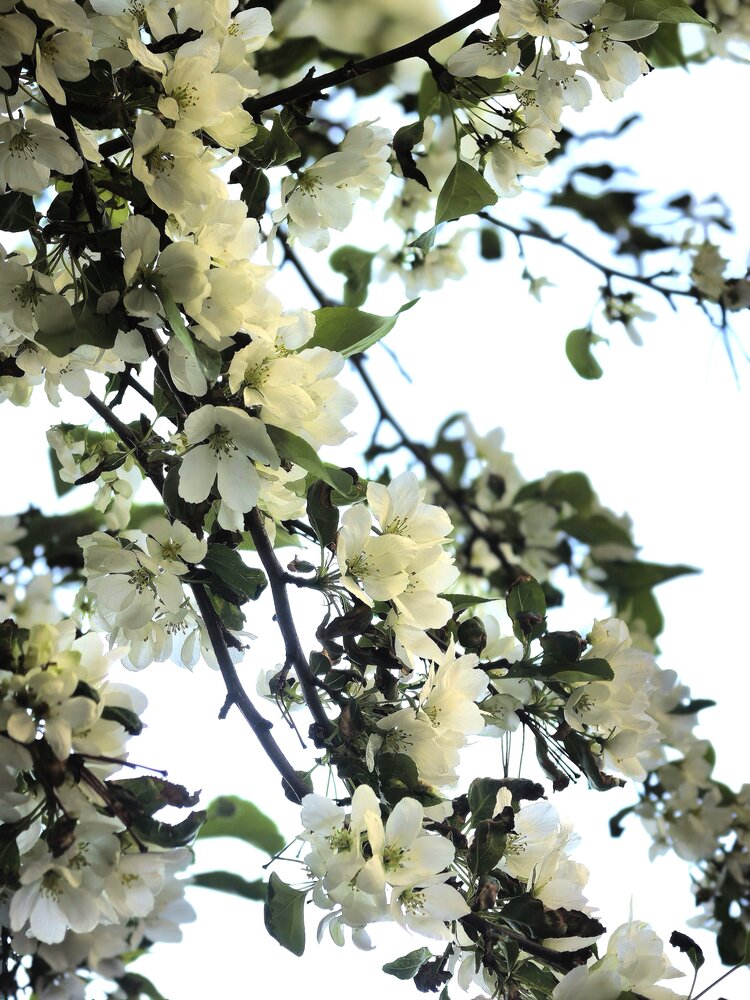 Photograph by Сильвестр Маджаро