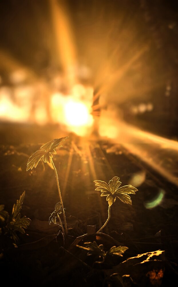 Photograph by Сильвестр Маджаро