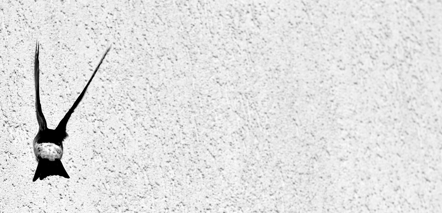 Photo #13851914