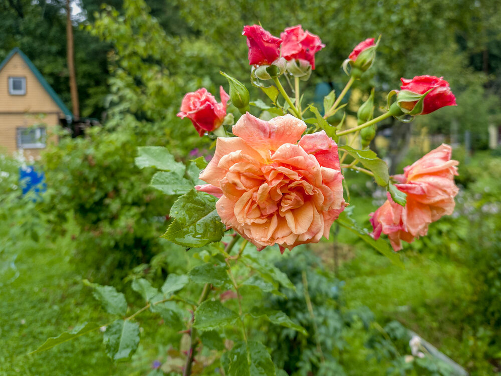 Photograph by Эдуард Шадров