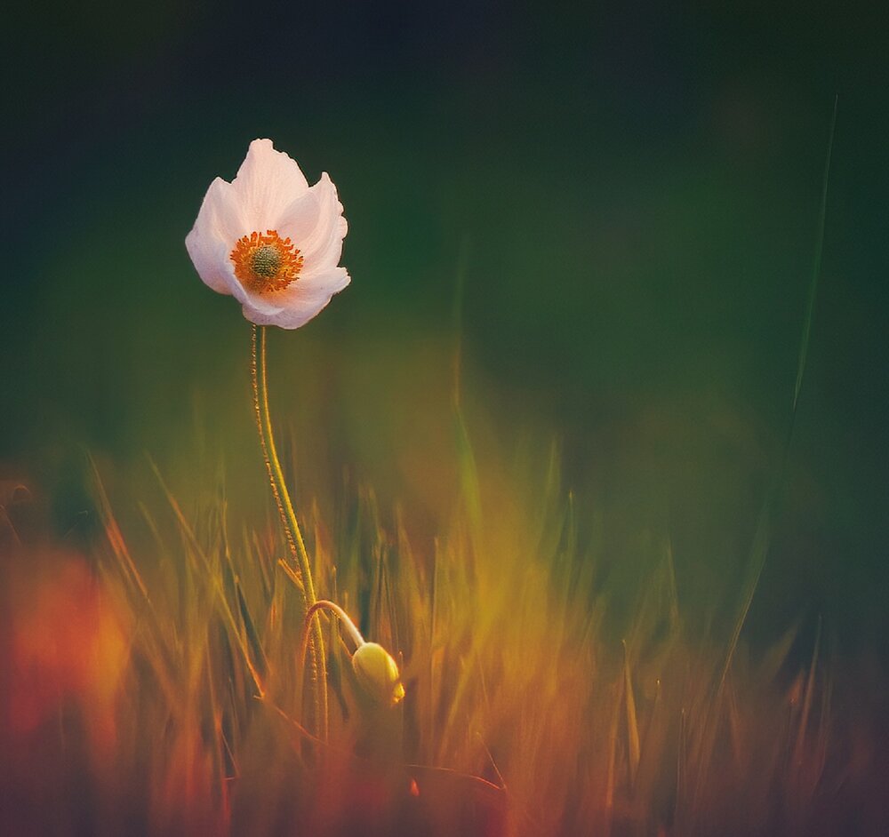 Photograph by Владимир