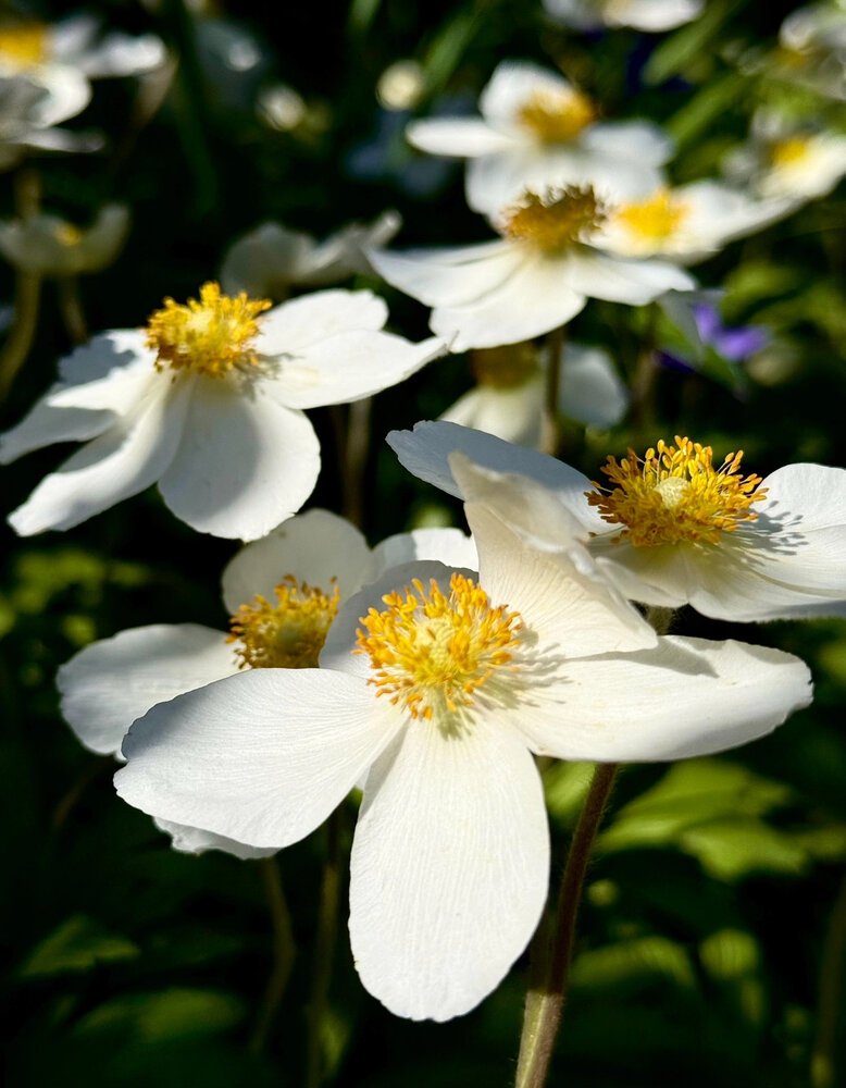 Photograph by Ирина Бабич