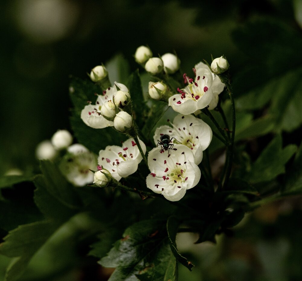 Photograph by Ирина Бабич