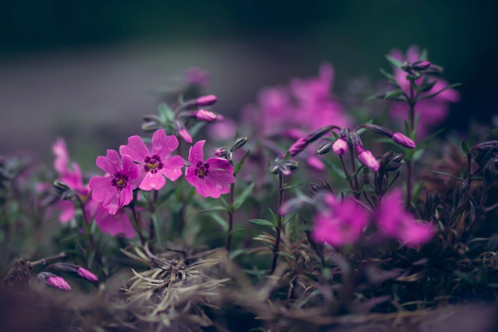 Photograph by Ридель Натали