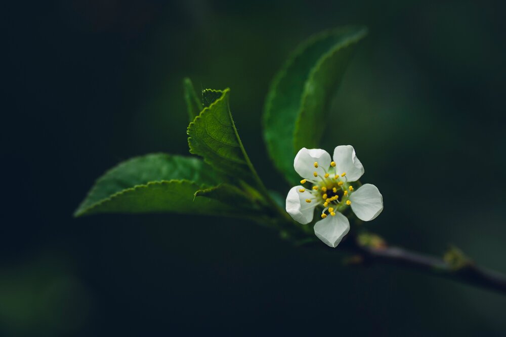 Photograph by Ридель Натали