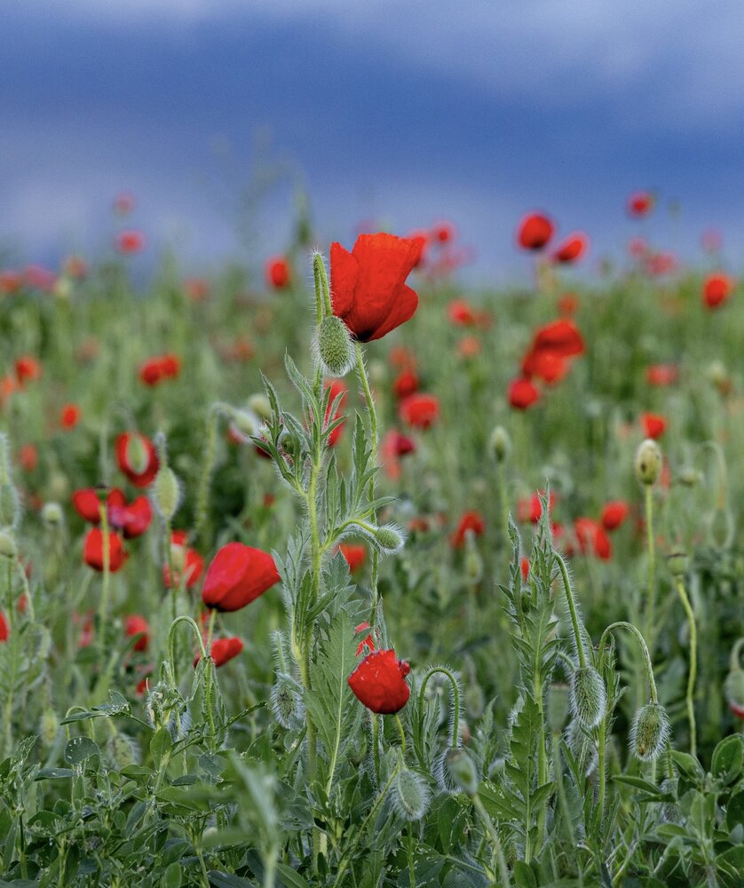 Photograph by Ирина Бабич