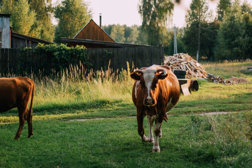 Photograph by Рина Адрианова
