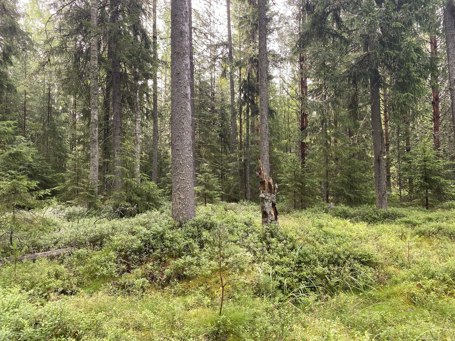 Русский лес