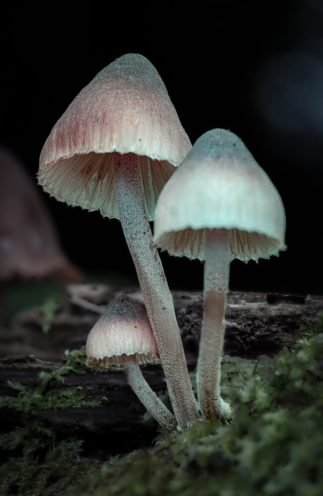 Photograph by Алхимов Артем