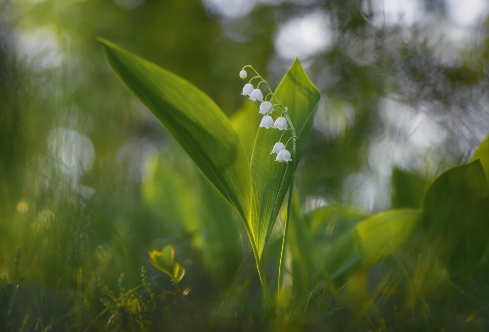 Photograph by Панова Зоя