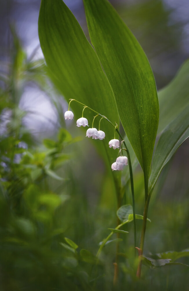 Photograph by Панова Зоя